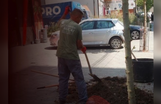 500 euro gjobë për prerjen e një druri dekorativ në hapësirë publike në Fushë Kosovë